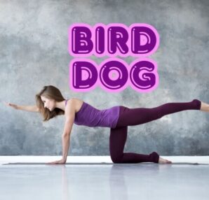 bird dog benefits