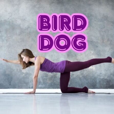 bird dog benefits